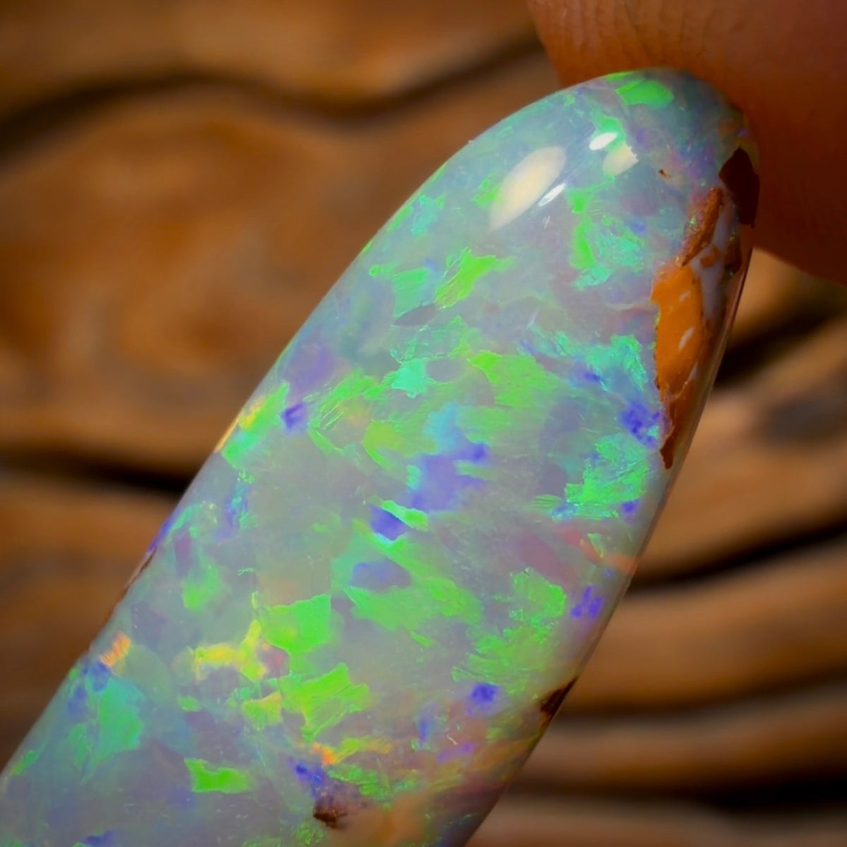 13.4cts - BANGER GEM Rare Fossil Yowah Crystal Opal