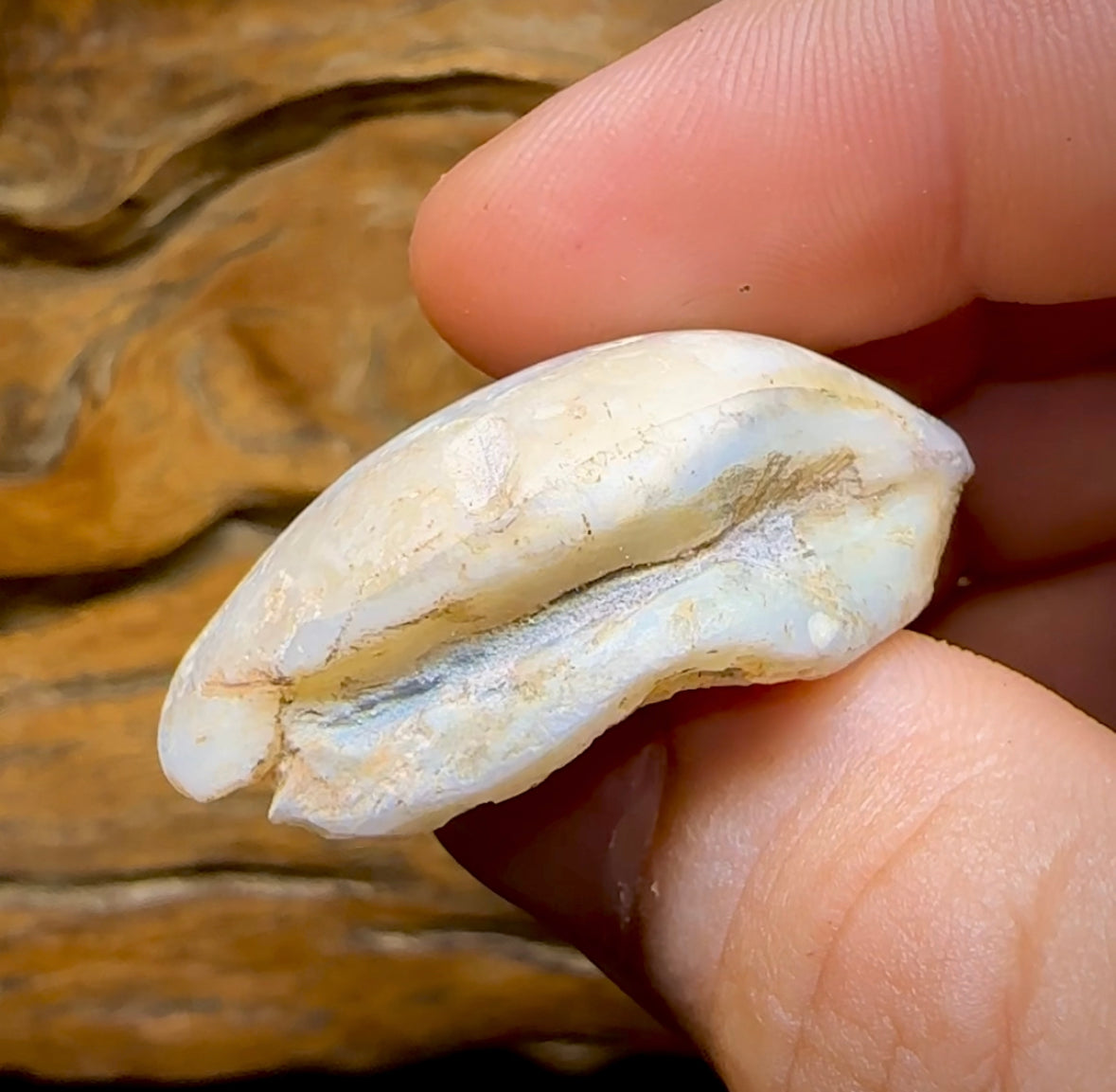 77.8cts - Opalised Fossil Shell Specimen from South Australia - Opal Whisperers