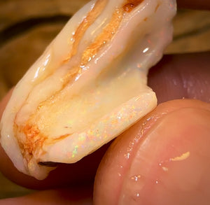 63.9cts - 2 for 1 Opalised Shell Rare Geological Specimen Set from South Australia