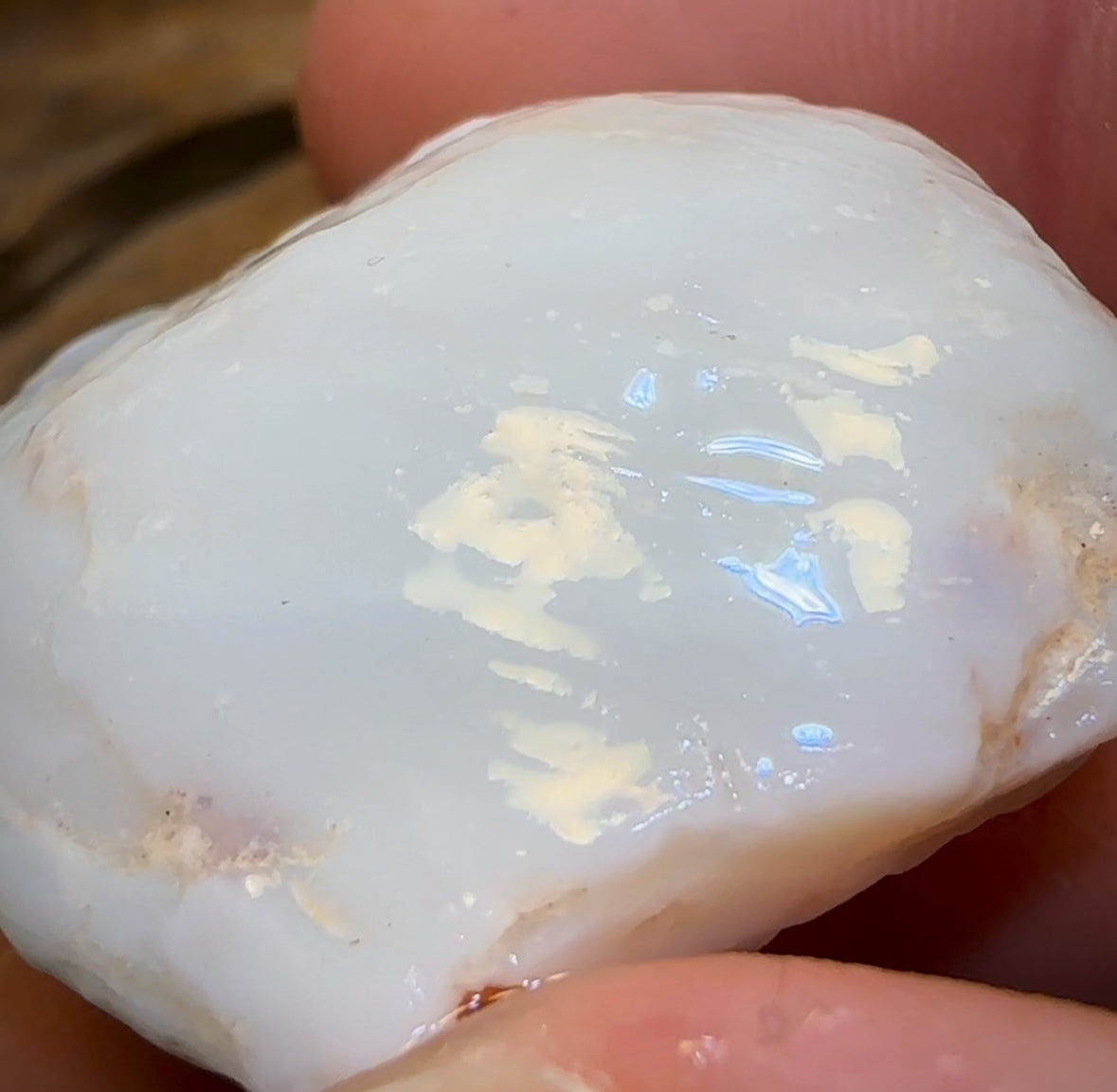 77.9cts - Opalised Shell Rare Geological Specimen from South Australia