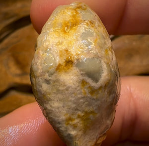 Auction Fall-Through = Your Gain! 🔥 Now More Than 50% Off RRP 🚨 74.5cts - Opalised Shell Rare Geological Specimen from South Australia Large and Well Preserved