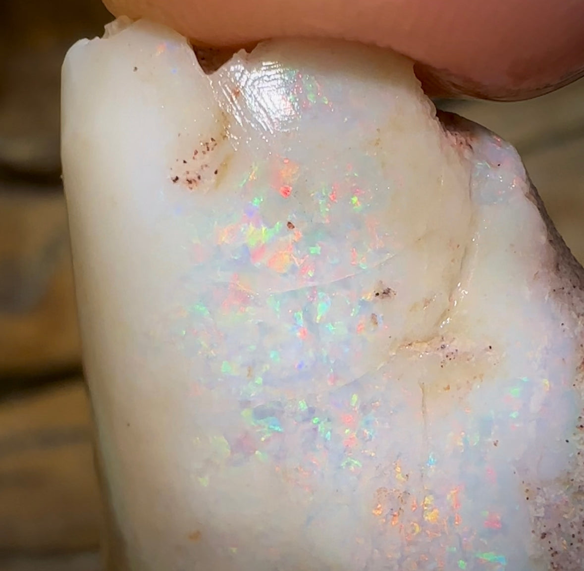 65.3cts - Opalised Shell Rare Geological Specimen from South Australia - Opal Whisperers