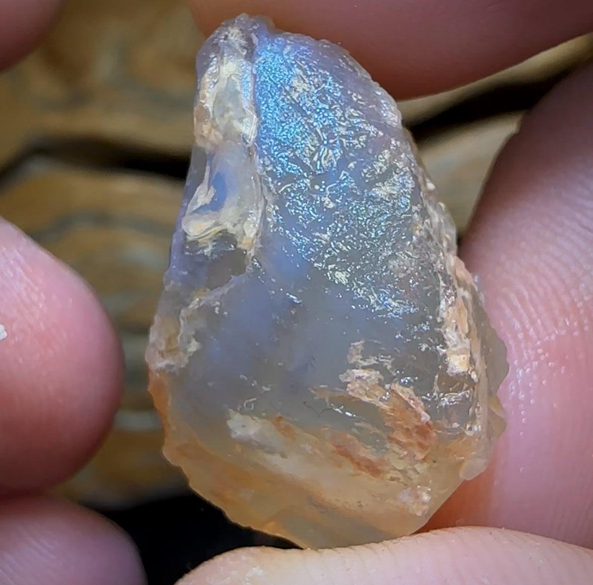 47.9cts - 2x Opalised Shell Geological Specimens from Lightning Ridge
