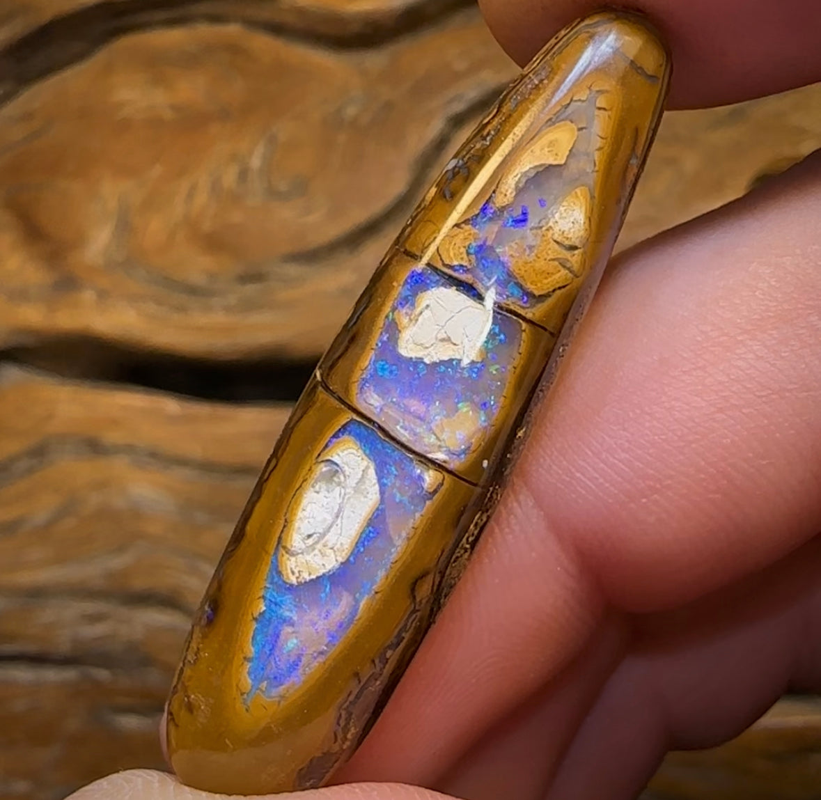35.6cts - “Tree Segments” Yowah Opal Fossil Wood Replacement