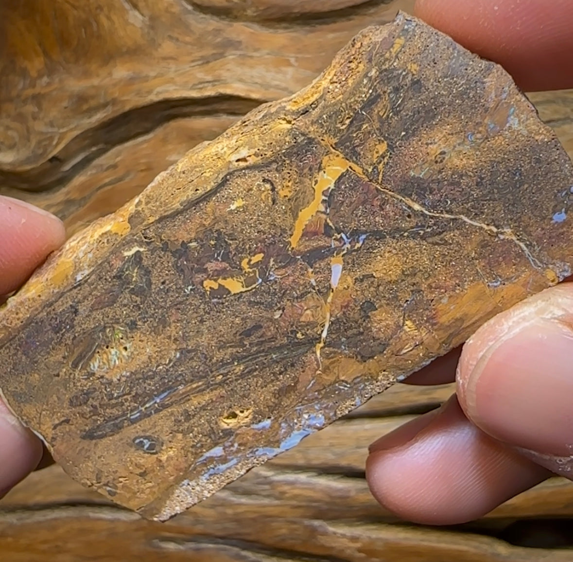 257.5cts - Australian Yowah Nut Kernel Boulder Opal Specimen Polished - Opal Whisperers