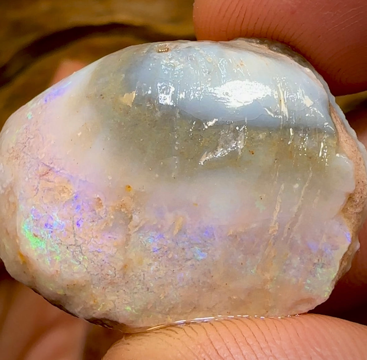 151.9cts - 3x Opalised Fossil Shell Specimens from South Australia
