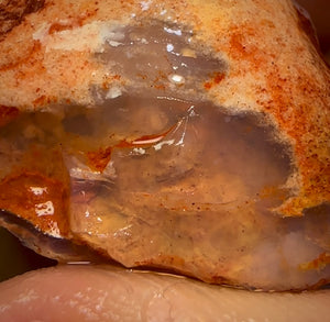 50.5cts - Opalised Shell Rare Geological Specimen from South Australia