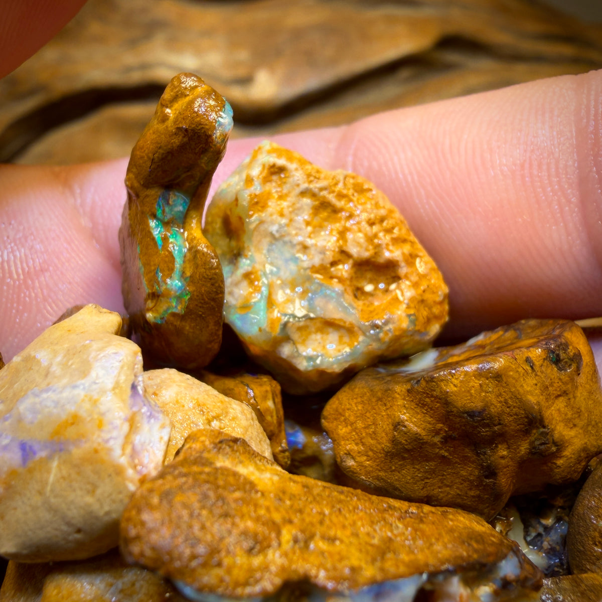 🔒307.5cts - 24x Opalised Wood/Vegetation Fossil Rough Parcel from Yowah