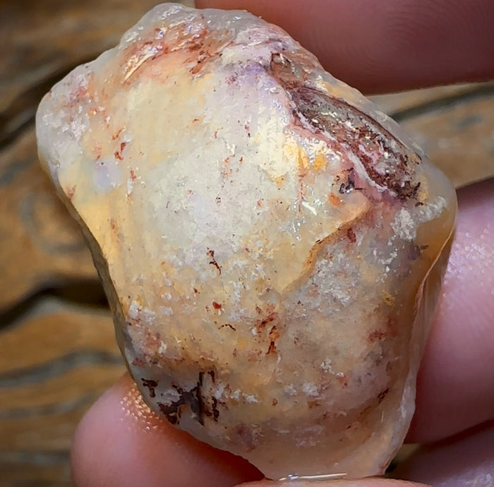 🔨 AUCTION 🔨  69.9cts - Opalised Shell Rare Geological Specimen from South Australia