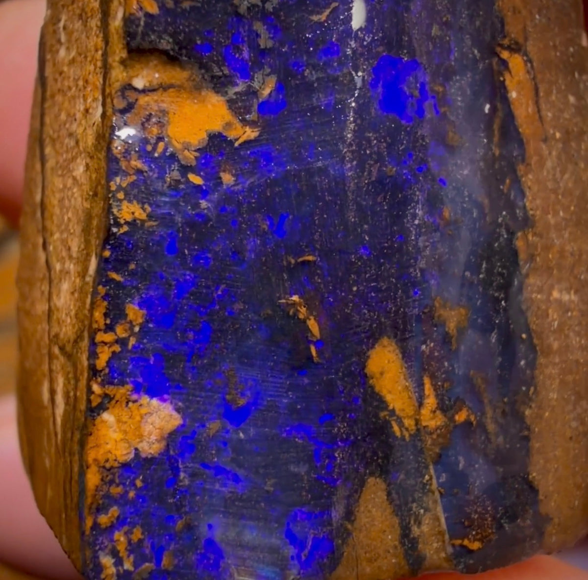 Wildcard! 98.1cts - Queensland Boulder Seam Opal Rough Specimen Piece