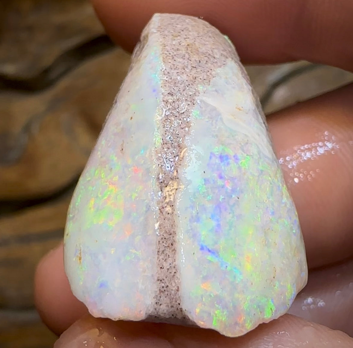 54.1cts - Opalised Shell Rare Geological Specimen from South Australia