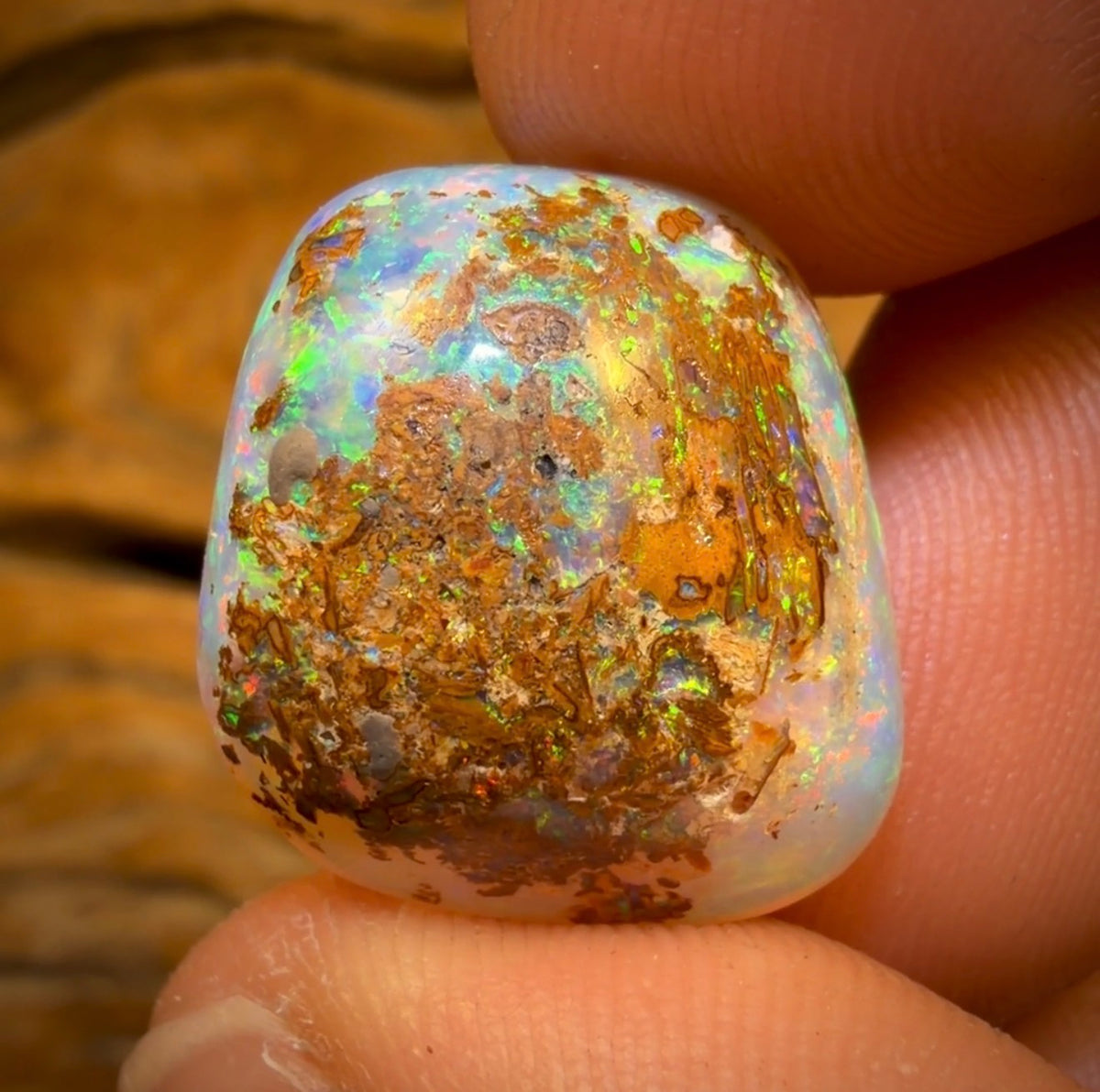 20.1cts - GEM Rare Opal Fossil Wood Crystal Opal