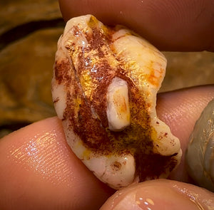 63.9cts - 2 for 1 Opalised Shell Rare Geological Specimen Set from South Australia