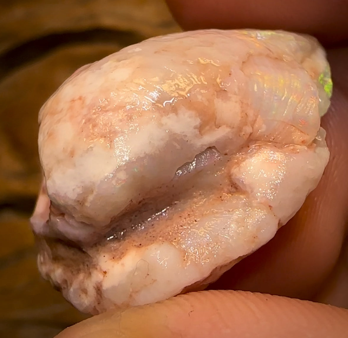 39.6cts - Opalised Shell Rare Geological Specimen a from South Australia