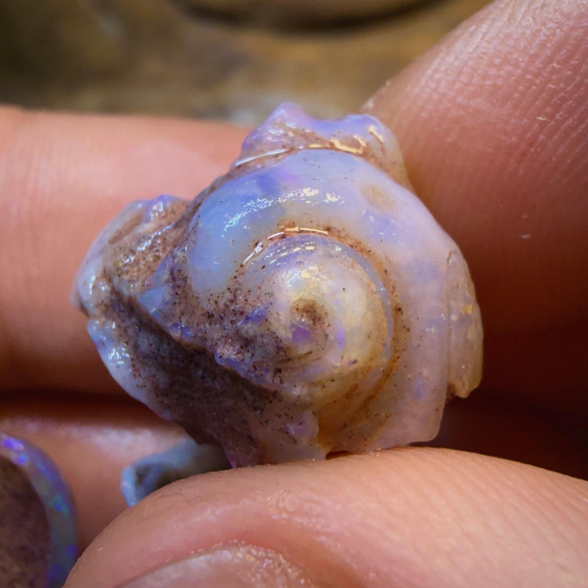 32.2cts - 3x RARE Gastropods Natural Opalised Snail Shell Fossils