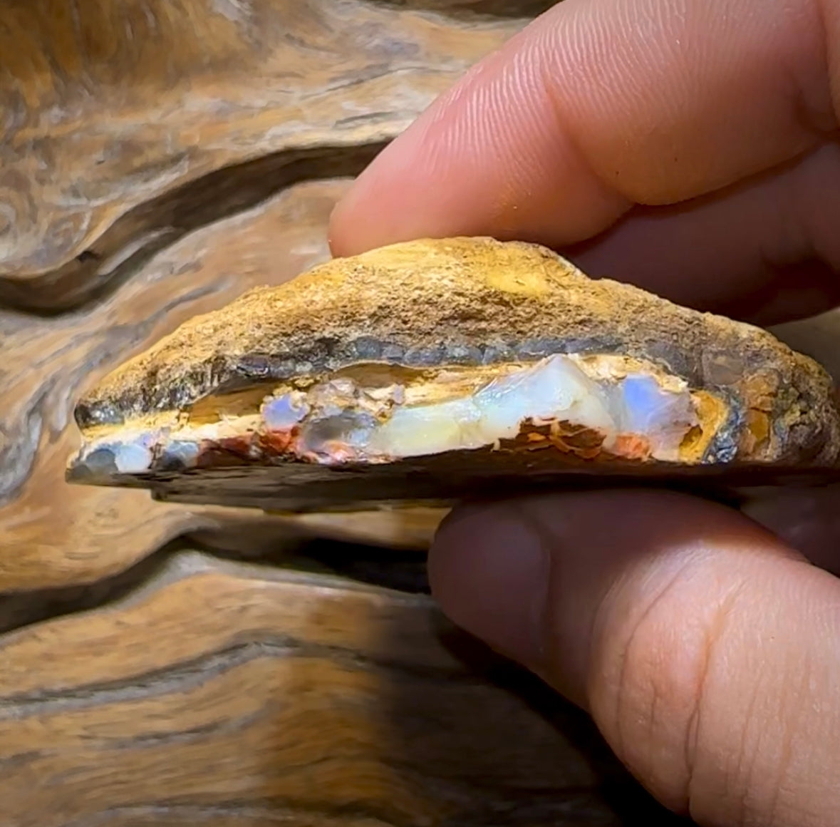 (Template) 477.8cts - Yowah Nut Rough Half. Australian Opal - Opal Whisperers