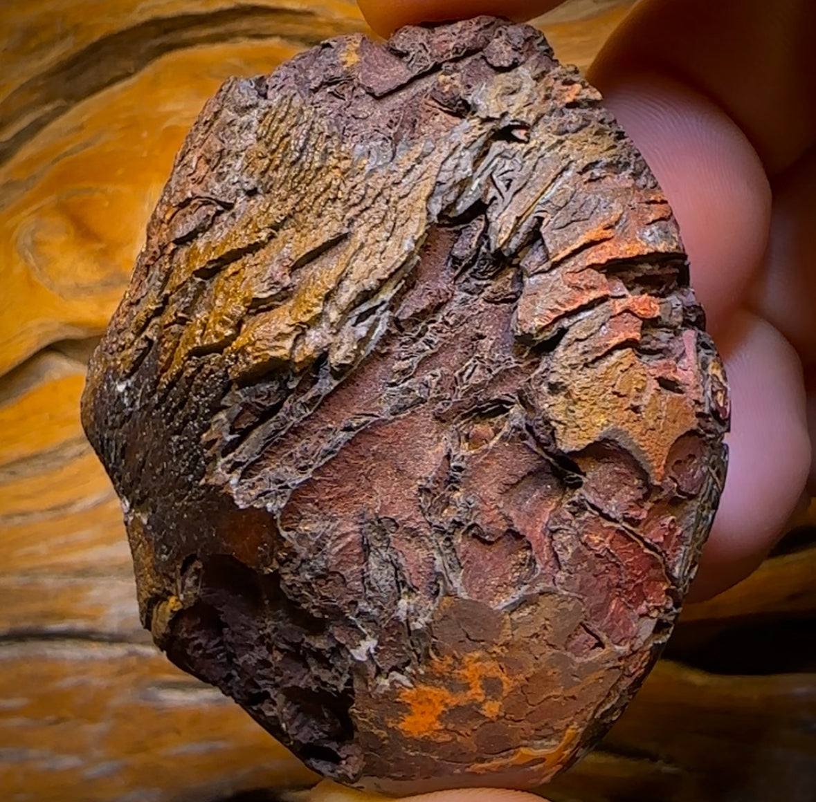 735cts - HUGE Rare Natural Broad Tribal Koroit Nut Opal Polished Specimen