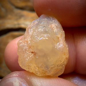 19.4cts - Opalised Shell Geological Specimen from South Australia
