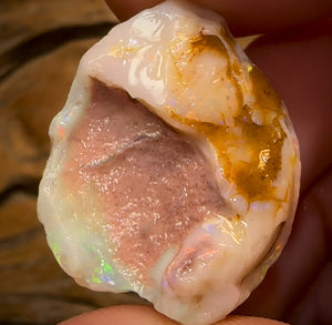 43.2cts - Opalised Shell Rare Geological Specimen from South Australia