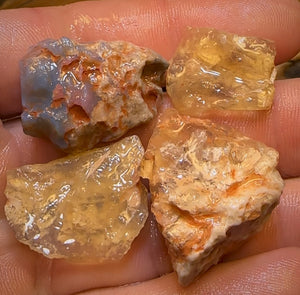 97.8cts - 4x Opalised Shell Geological Specimens from Lightning Ridge