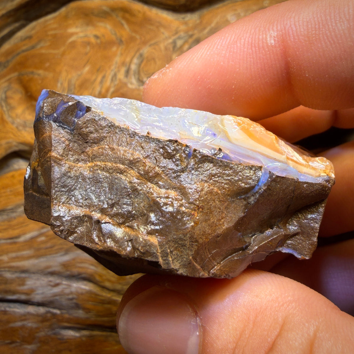 554 cts - Ébauche d'opale brute de Boulder Seam du Queensland