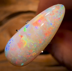 4.15cts - Rare Polished Opalised Shell Fossil from South Australia