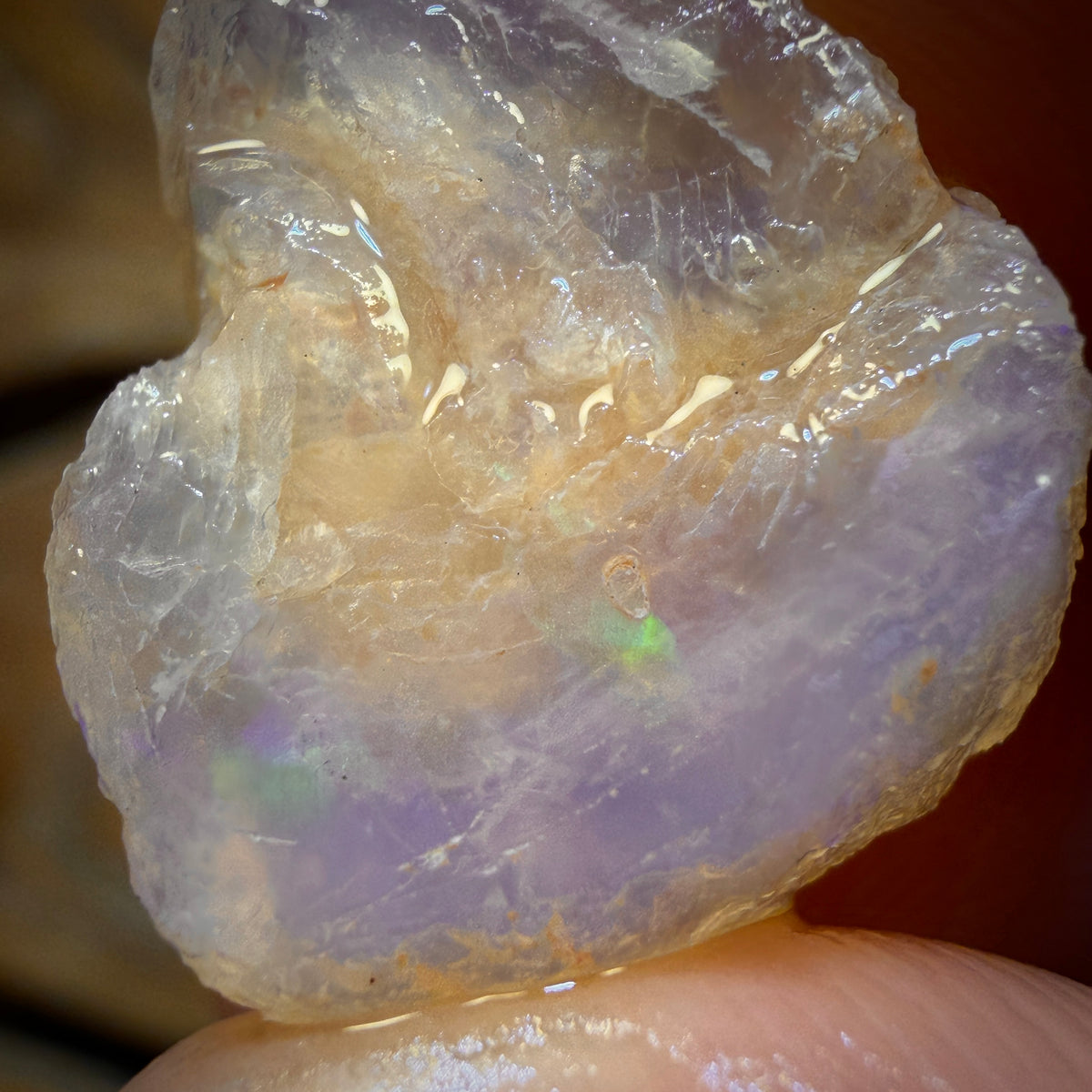 19.4cts - Opalised Shell Geological Specimen from South Australia