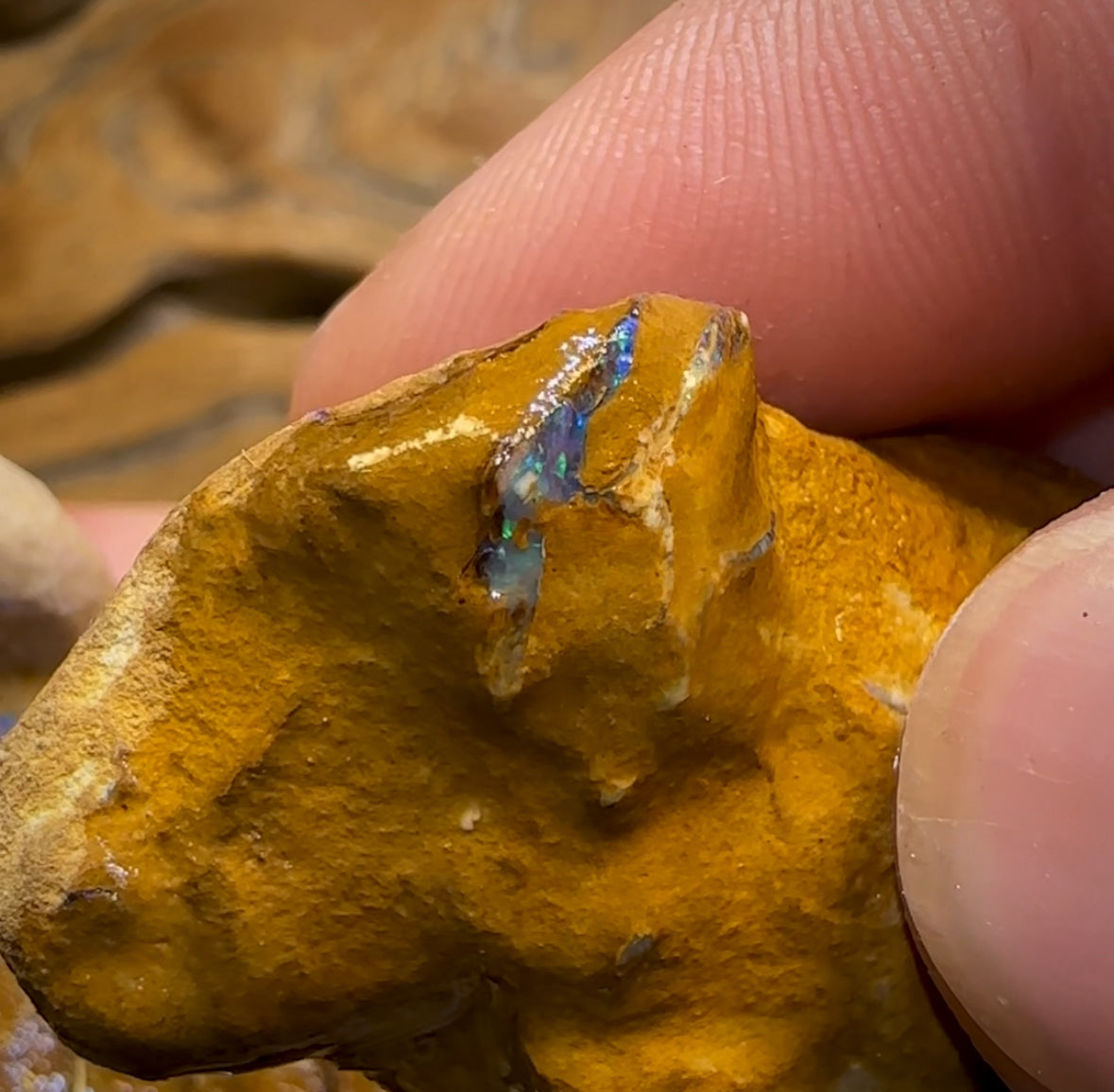 541.5cts - 7x Opalised Wood/Vegetation Fossil Rough Parcel from Yowah