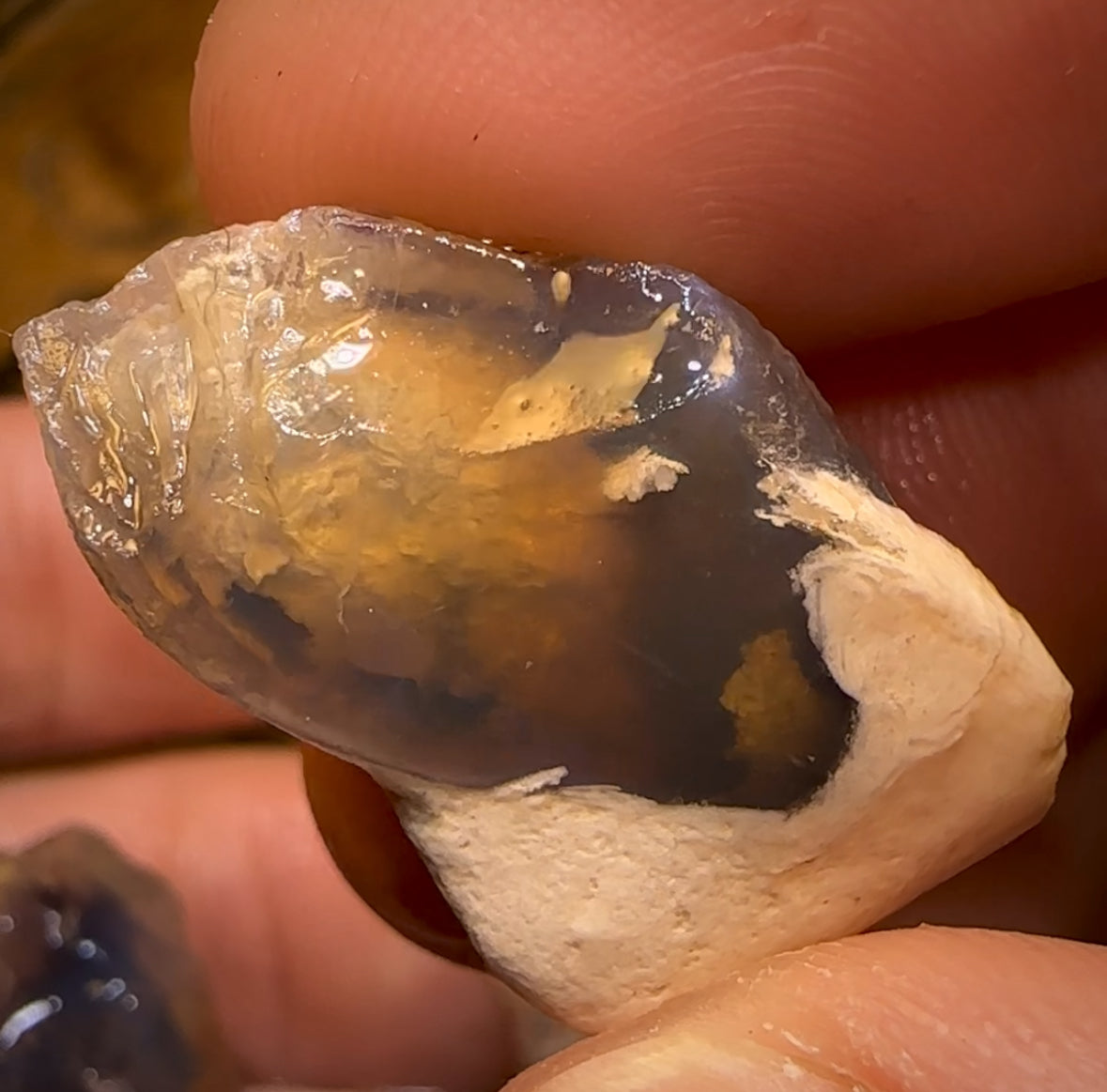 75.2cts - 3x Opalised Shell Geological Specimens from Lightning Ridge