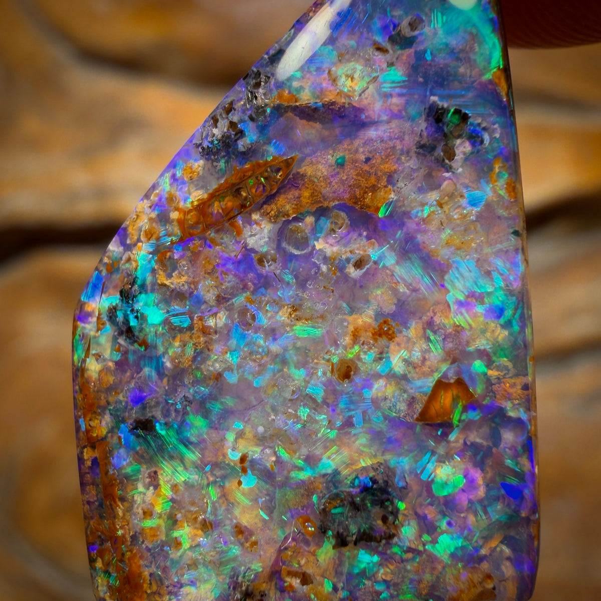 16.6cts - Gem Australian Boulder fossil replacment Opal
