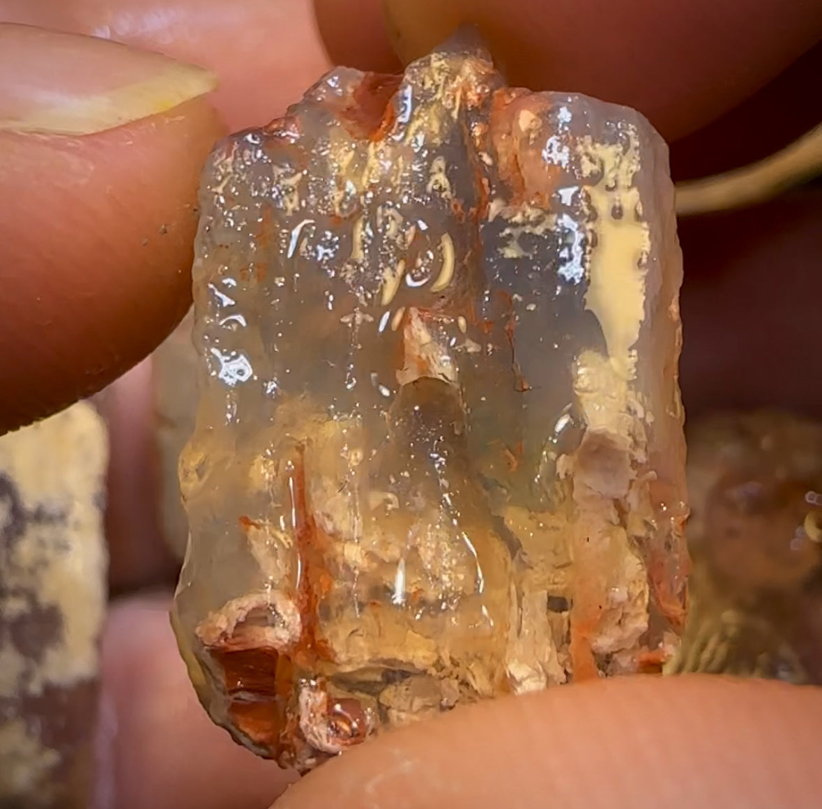 93.6cts - 5x Opalised Fossil Geological Specimens from Lightning Ridge