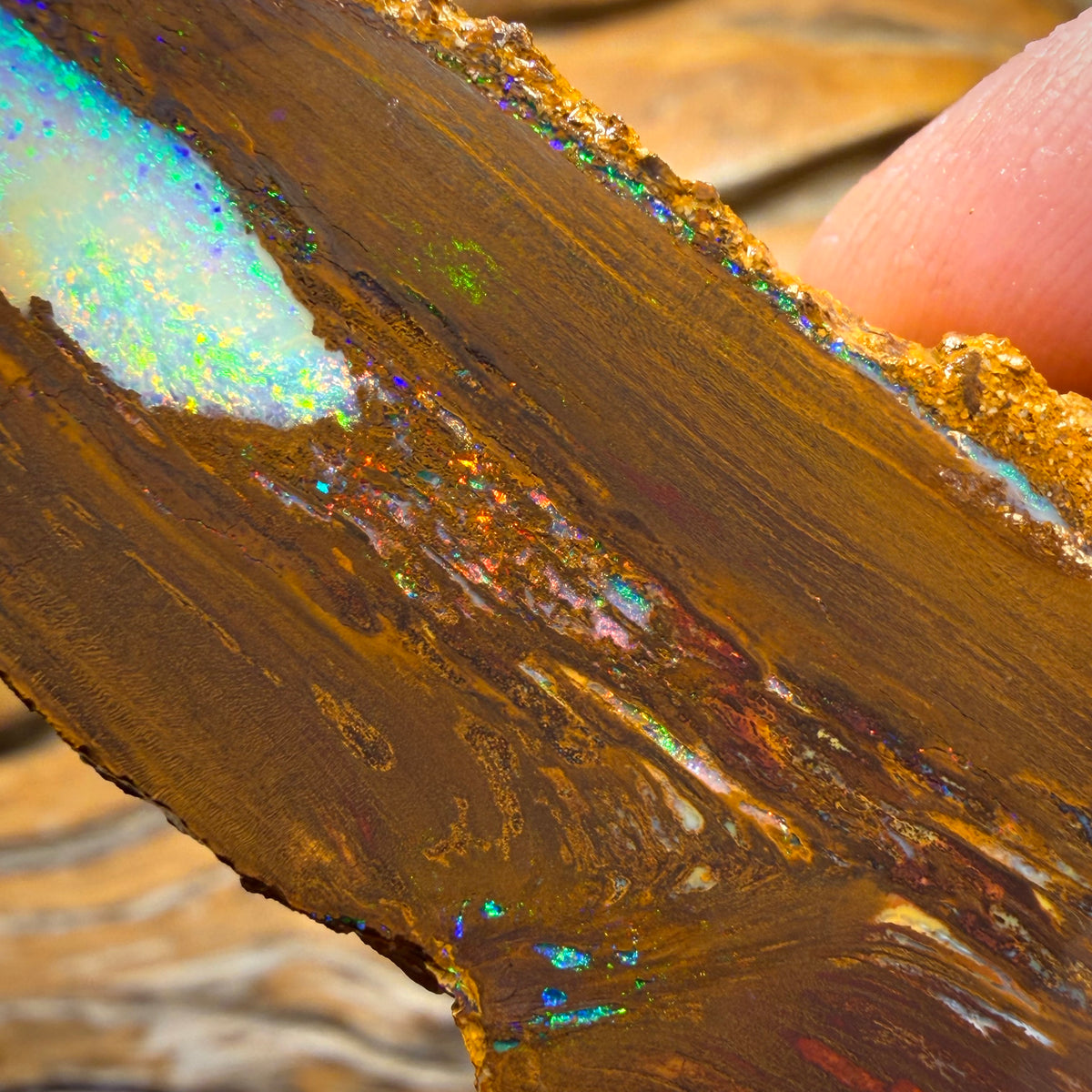 279.9cts - TOP Vegetation Fossil Replacement Boulder Opal Specimen Rub