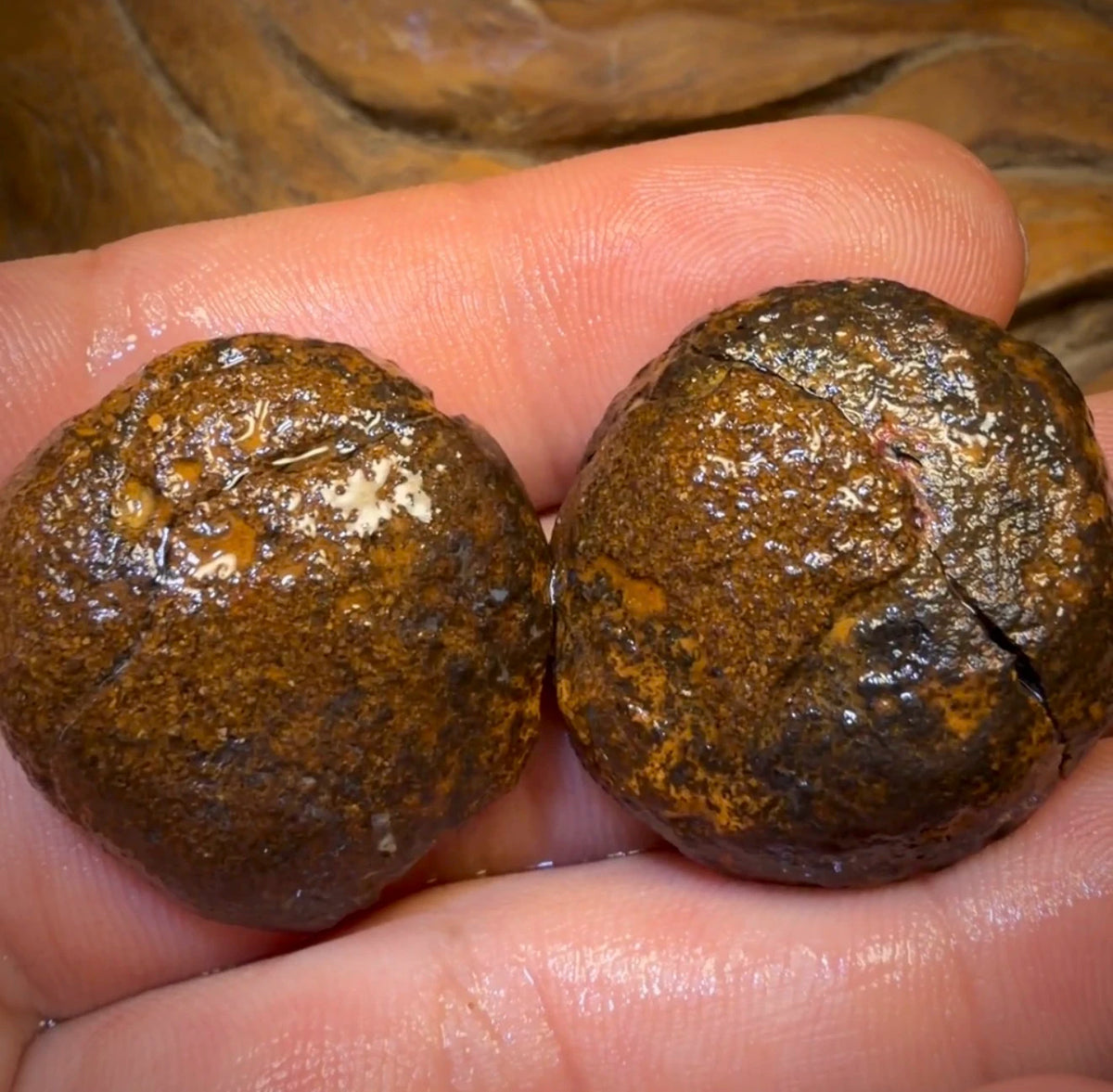 OpalFest Wildcard! 114.3cts - RARE Yowah Nut Crystal Centre Rough Specimen Pair