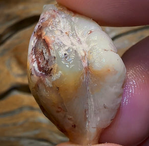 69.9cts - Opalised Shell Rare Geological Specimen from South Australia