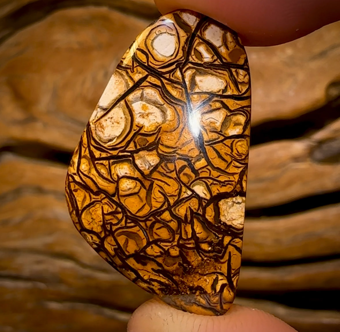 🔨 AUCTION 🔨 20.3cts - Yowah Nut Top Tribal Pattern Opal