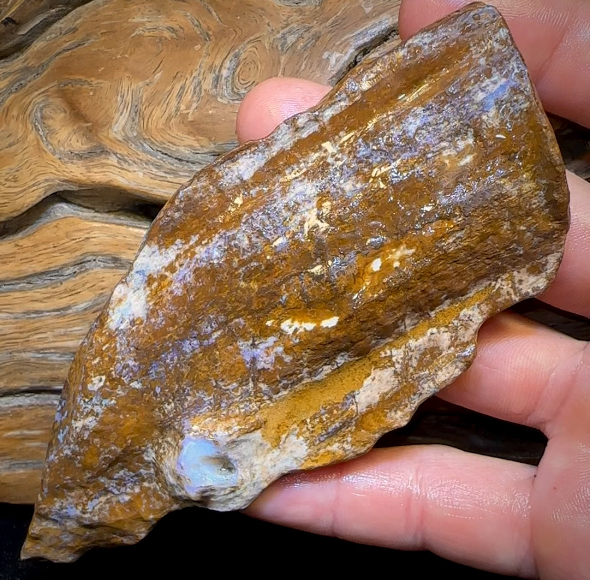 611.2cts - “Opal Dagger”Australian Boulder Wood Fossil Opal Rough Piece. Carvers Delight
