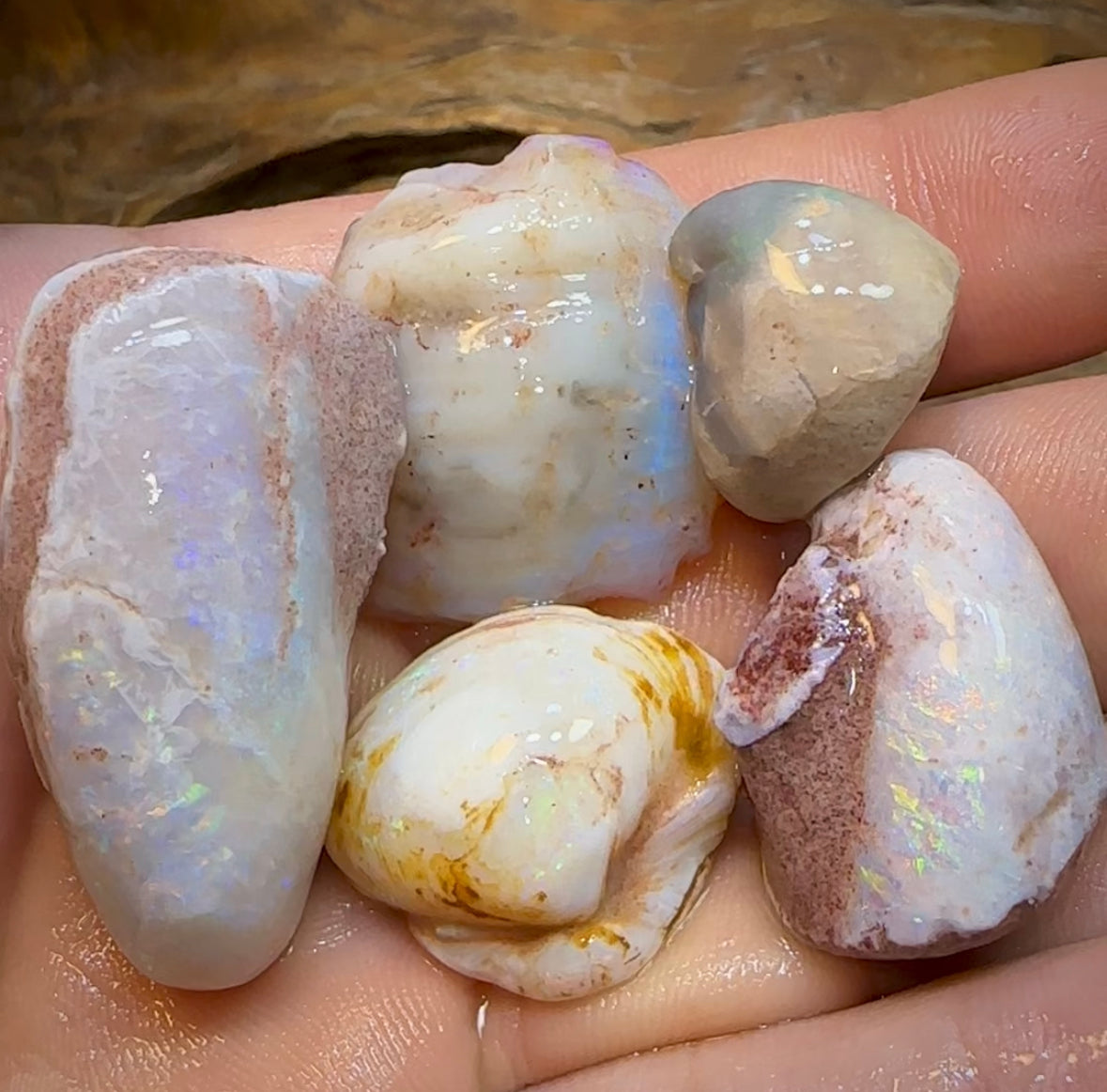 155.2cts - 5x Opalised Shell Geological Specimens from South Australia - Opal Whisperers