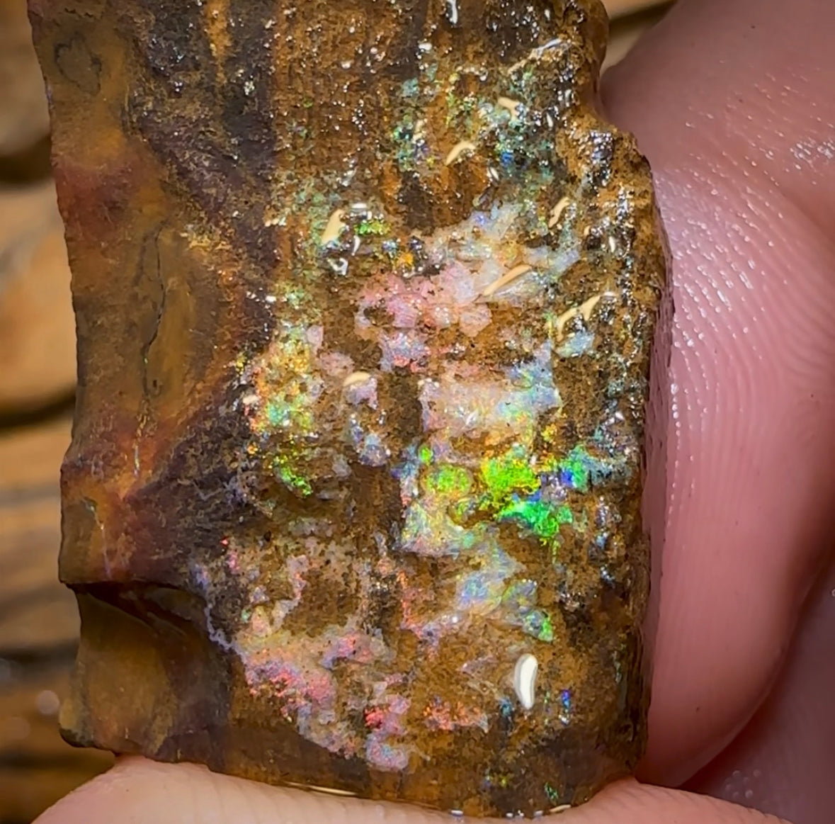 61.7cts - Australian Boulder Opal Rough Preform. Natural Split - Opal Whisperers