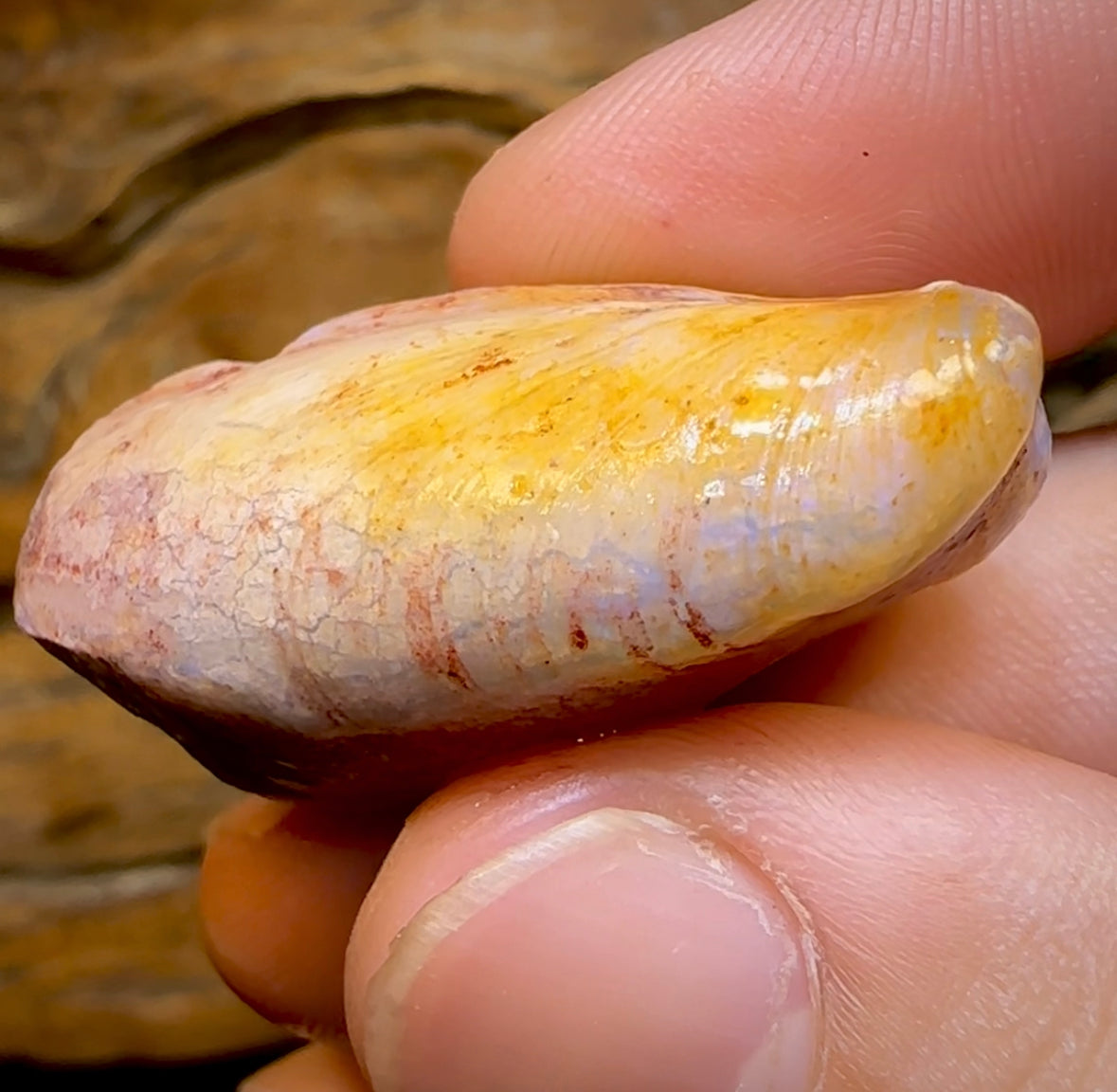 64.6cts - Opalised Fossil Mussel Shell Specimen from South Australia - Opal Whisperers