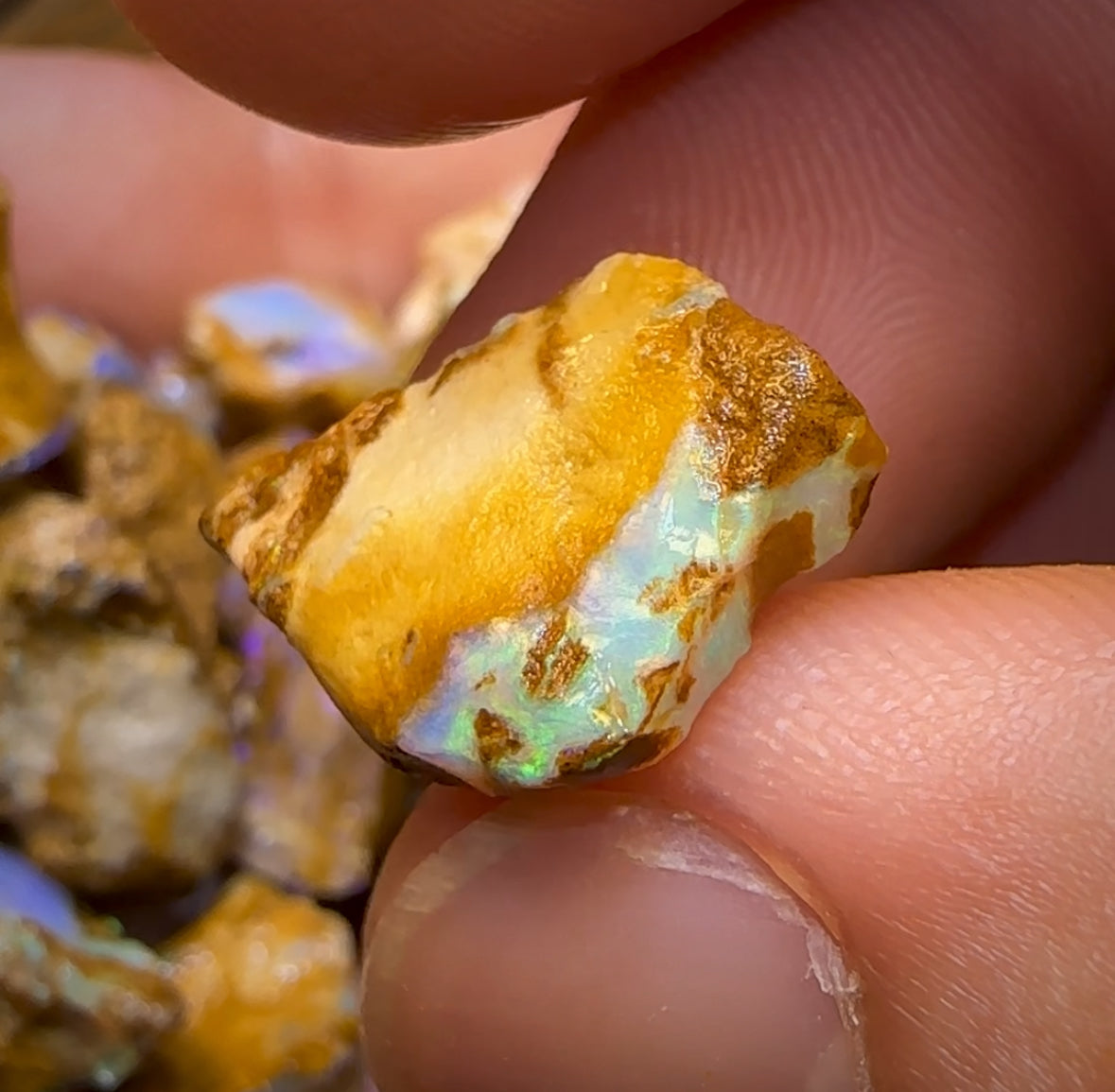 215cts - 25x Opalised Wood/Vegetation Fossil Rough Parcel from Yowah