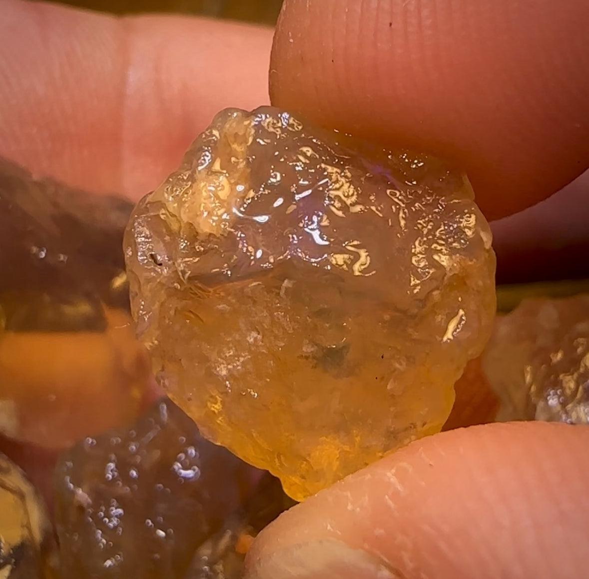 68.5cts - 6x Opalised Shell Geological Specimens from Lightning Ridge