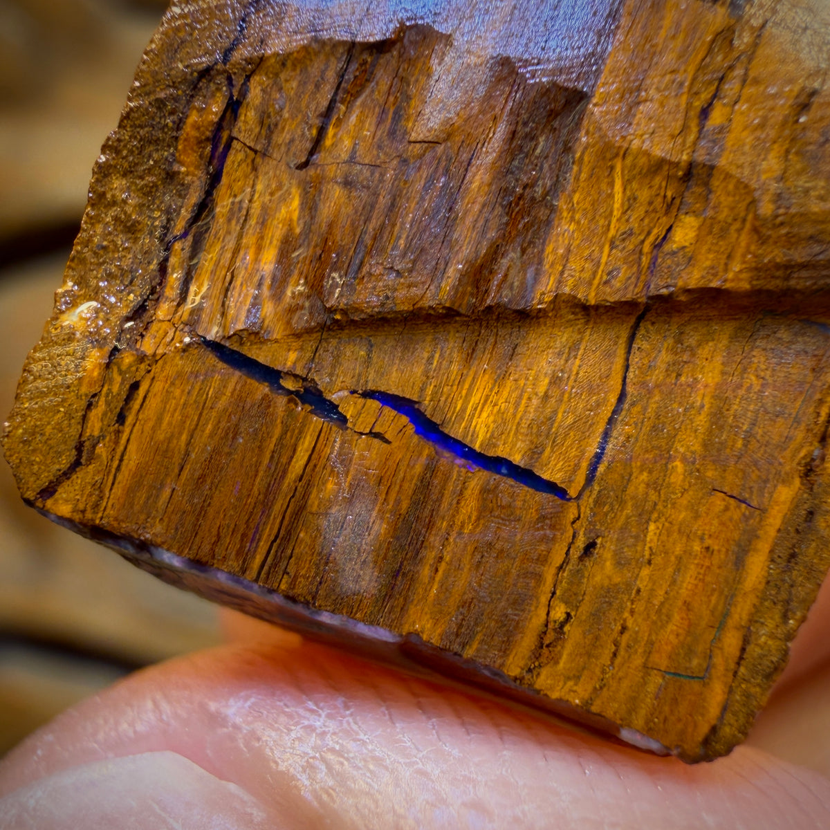 58.5cts - Opalised Wood/Vegetation Fossil Rough Pair from Yowah