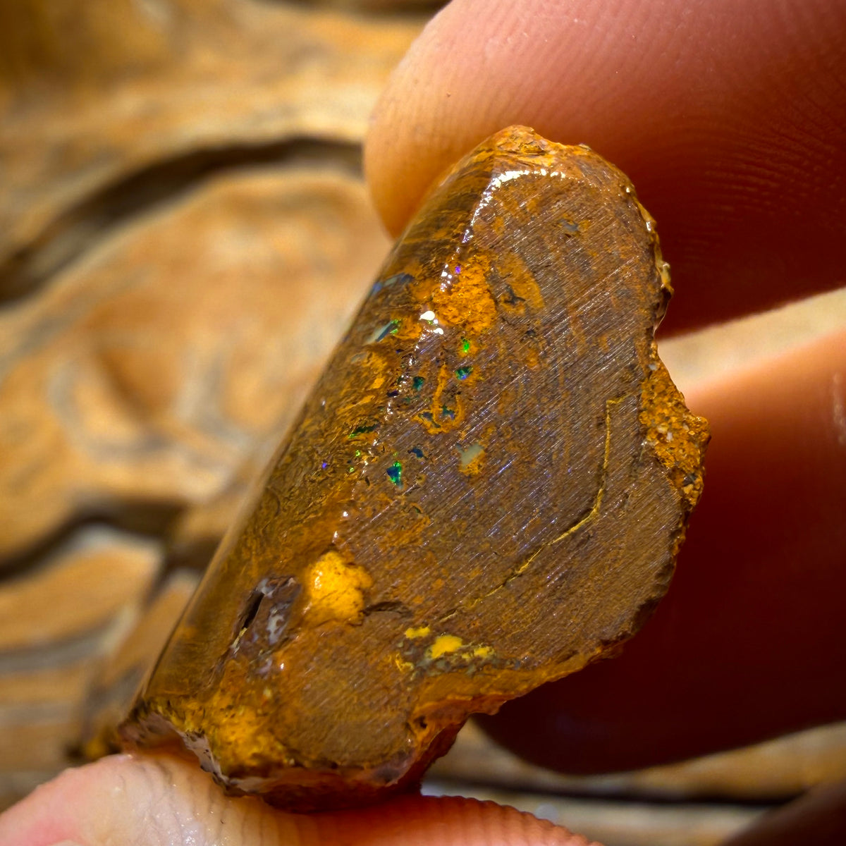 279.9cts - TOP Vegetation Fossil Replacement Boulder Opal Specimen Rub