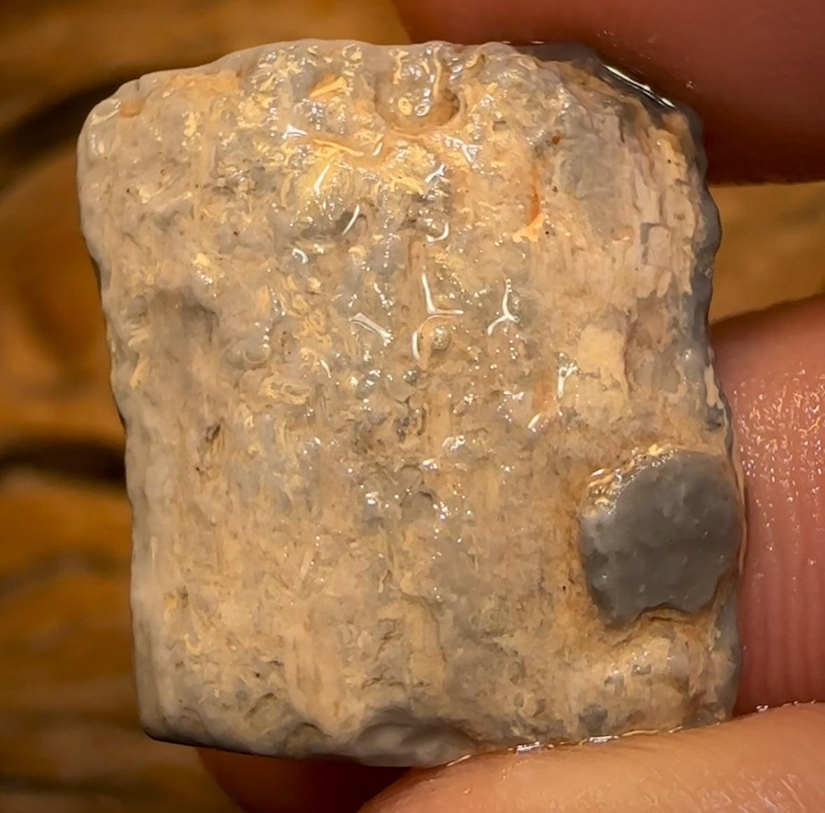 Auction Fall-Through = Your Gain! 🔥 Now More Than 50% Off RRP 🚨 16.1cts - Lightning Ridge Wood / Vegetation Fossil Opal Rough Specimen