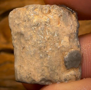 Auction Fall-Through = Your Gain! 🔥 Now More Than 50% Off RRP 🚨 16.1cts - Lightning Ridge Wood / Vegetation Fossil Opal Rough Specimen