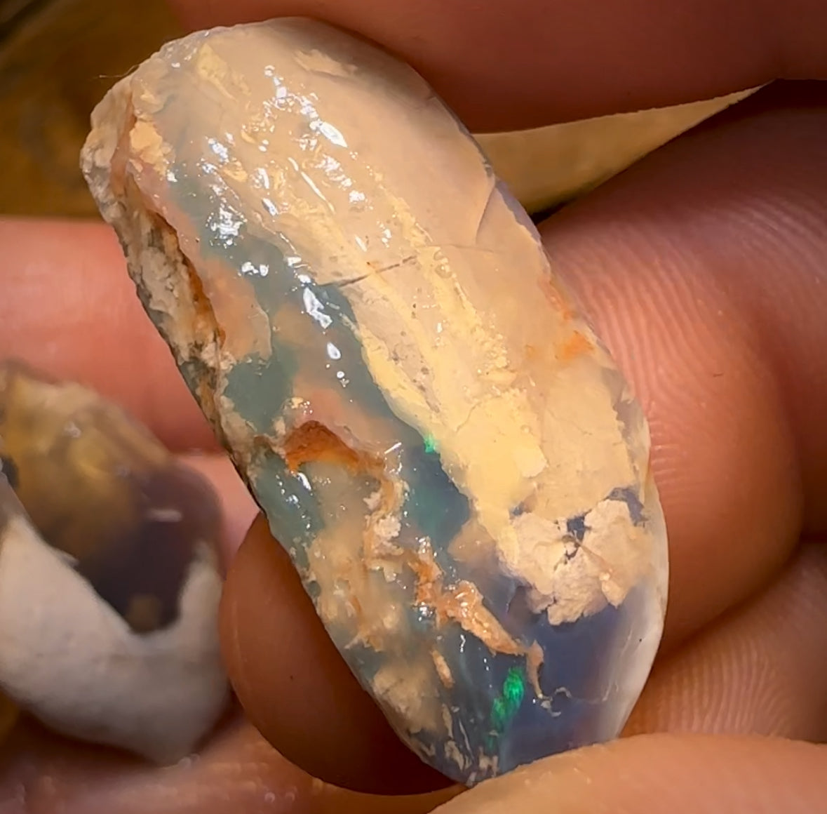 75.2cts - 3x Opalised Shell Geological Specimens from Lightning Ridge