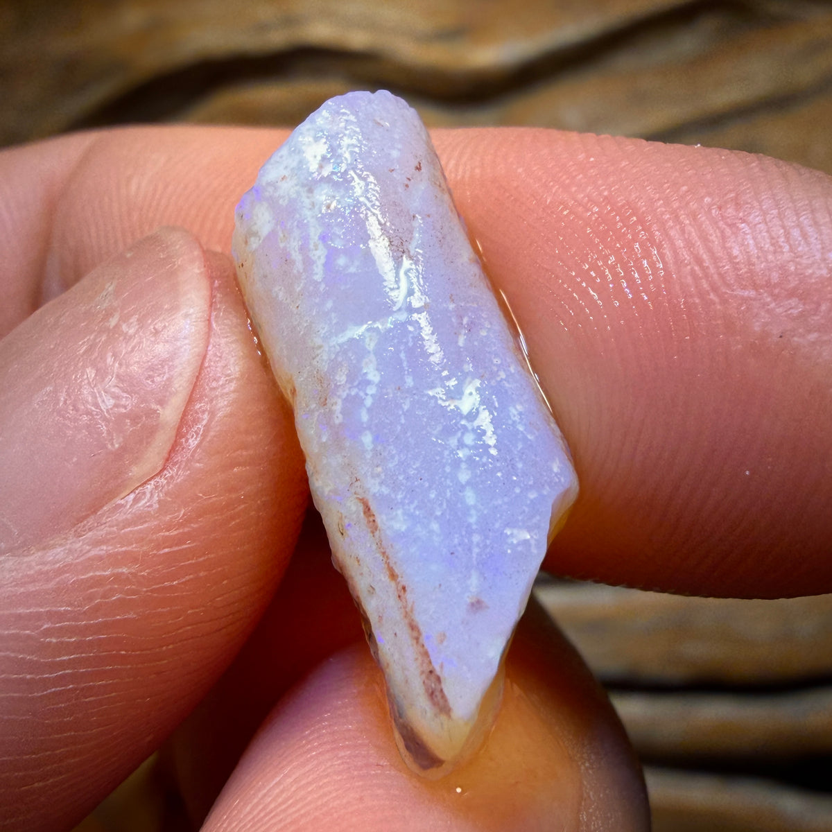 30.7cts - 3x Opalised Belemnite Geological Specimens from South Australia