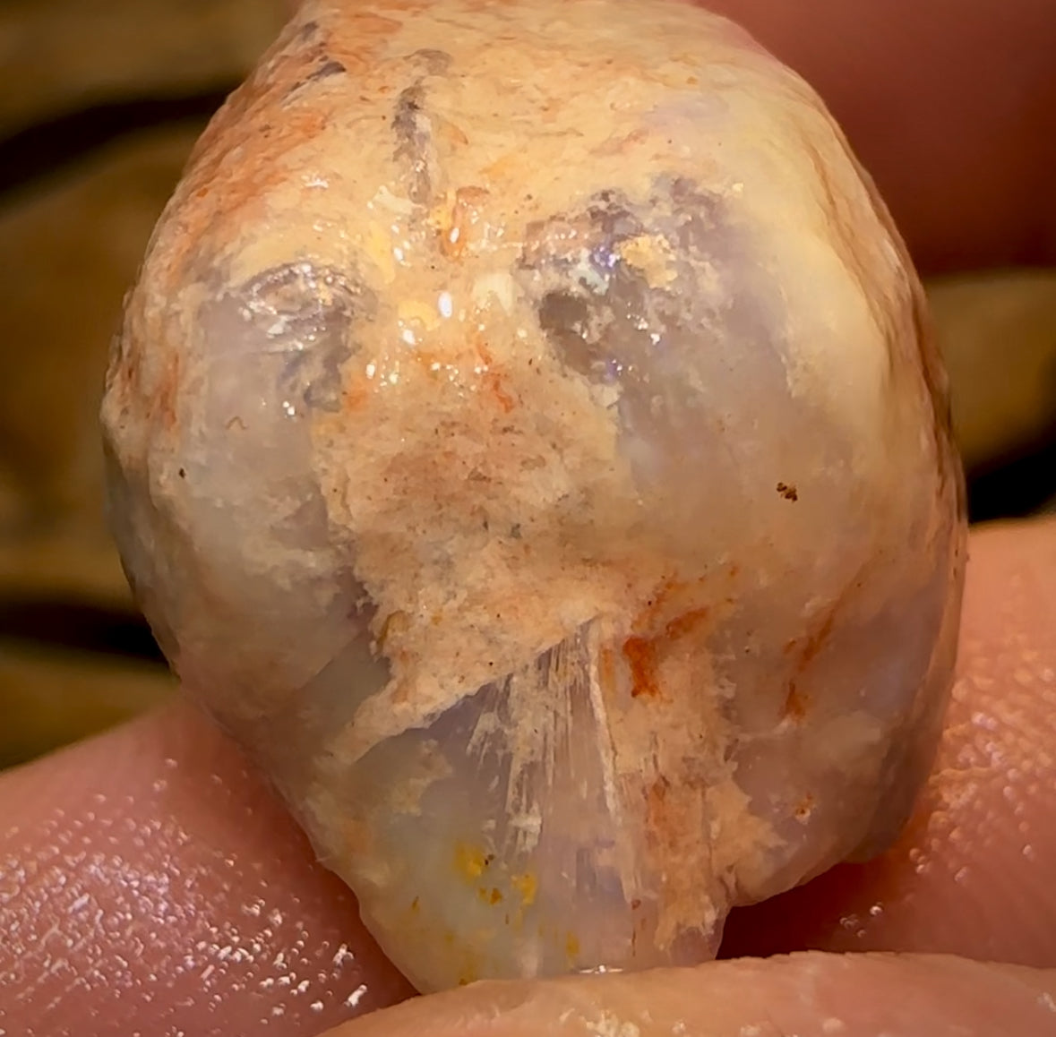 43.5cts - Opalised Shell Rare Geological Specimen from South Australia Good Shape