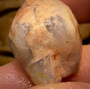 43.5cts - Opalised Shell Rare Geological Specimen from South Australia Good Shape