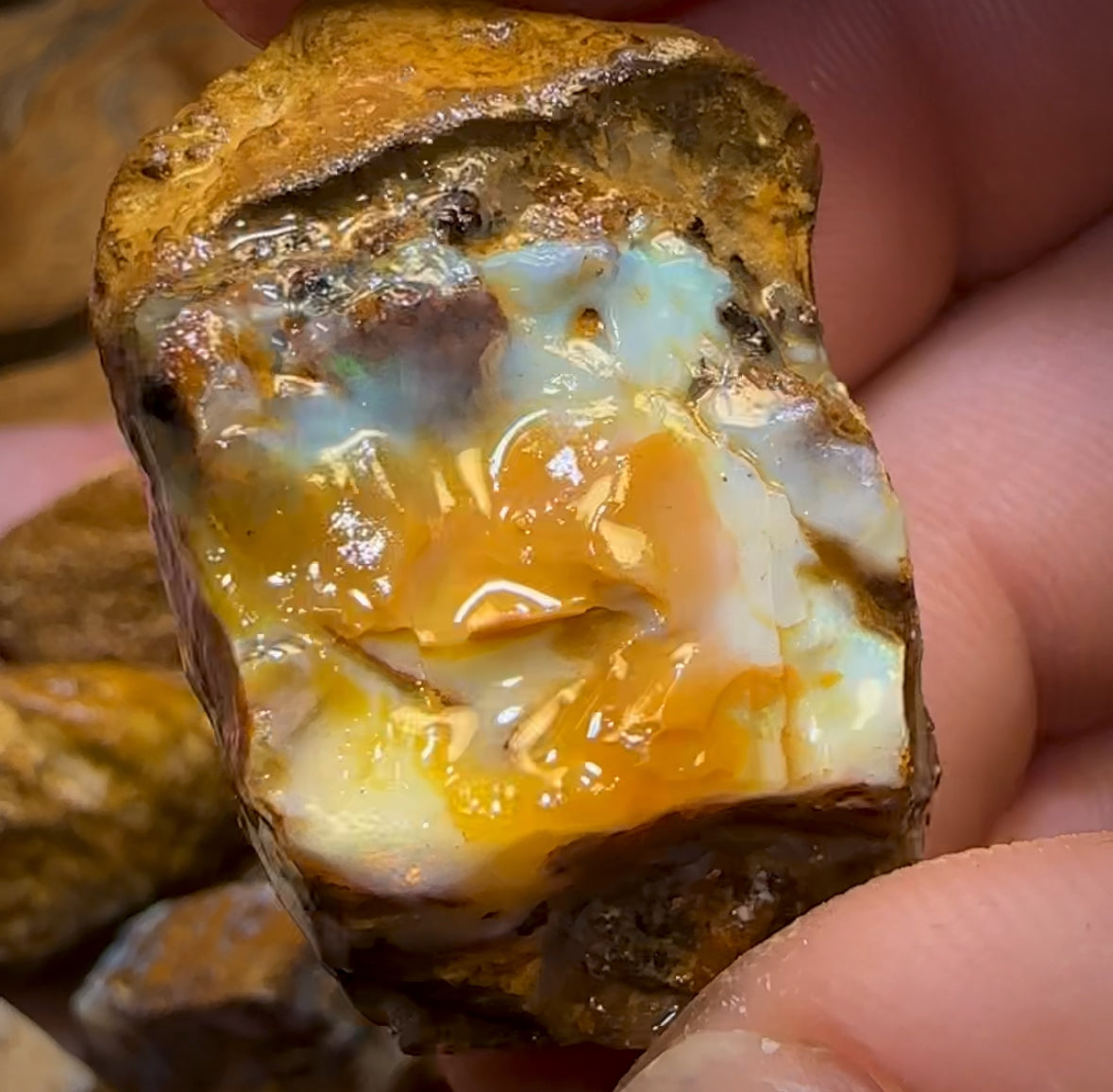 464.5cts - 7x Opalised Wood/Vegetation Fossil Rough Parcel from Yowah